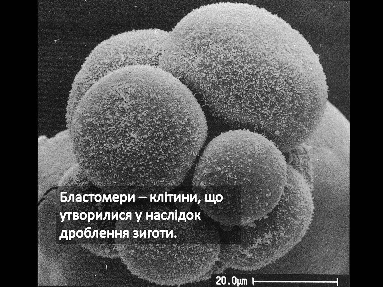 Презентація на тему «Ембріонегез, як період онтогенезу в багатоклітинних організмах» - Слайд #6