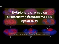 Презентація на тему «Ембріонегез, як період онтогенезу в багатоклітинних організмах»