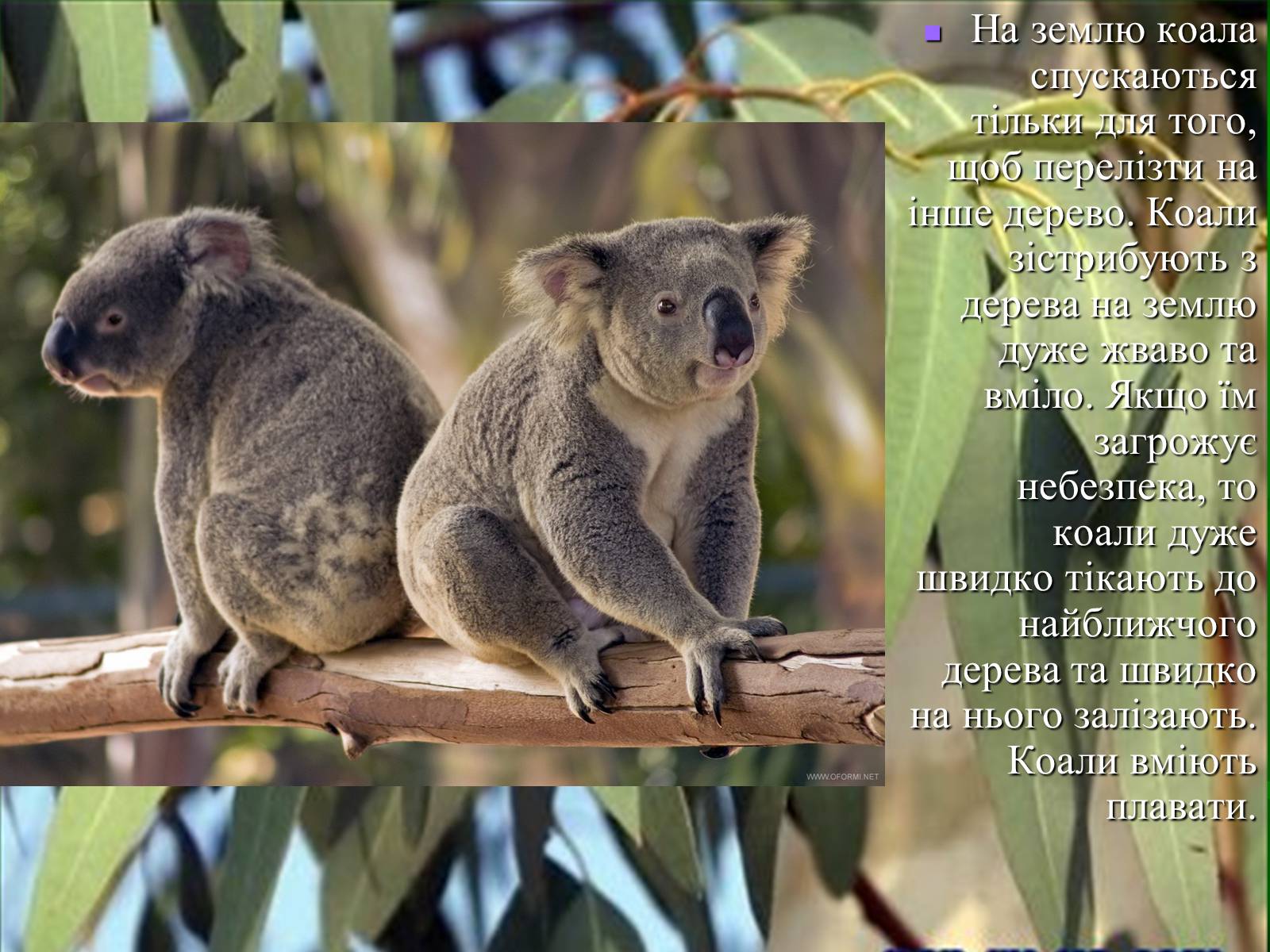 Коала перевод. Коала инфографика. Загадка про коалу. Презентация про Куалу. Описание Куалы.