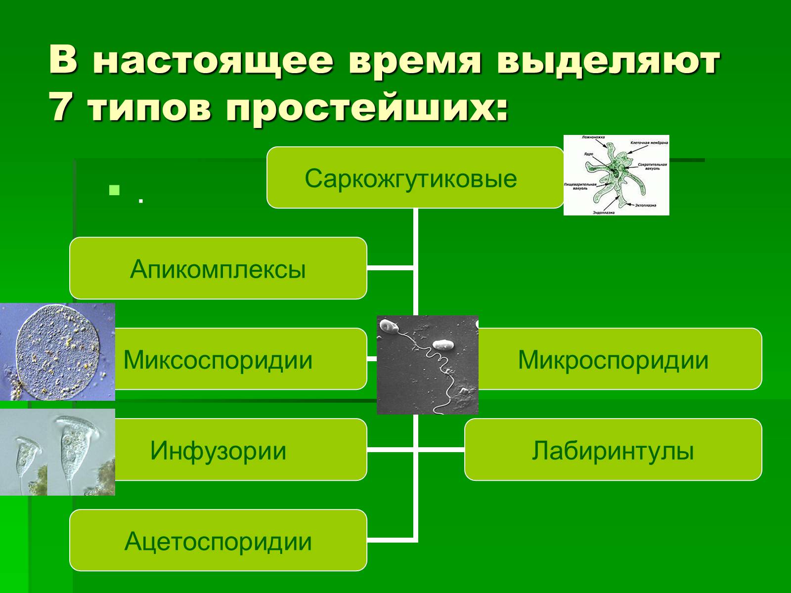 Презентація на тему «Подцарство Одноклеточные или Простейшие» - Слайд #14