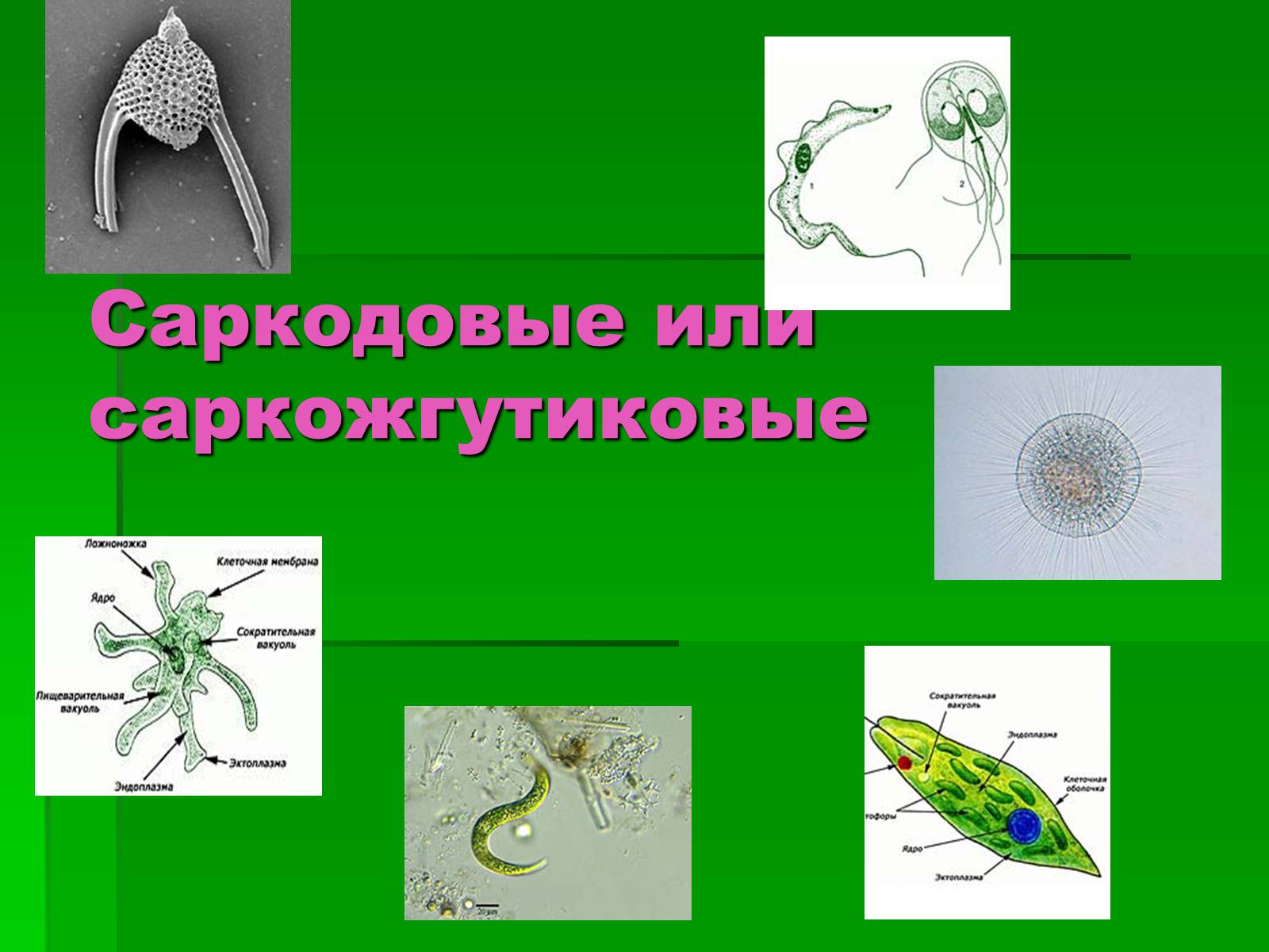 Презентація на тему «Подцарство Одноклеточные или Простейшие» - Слайд #15