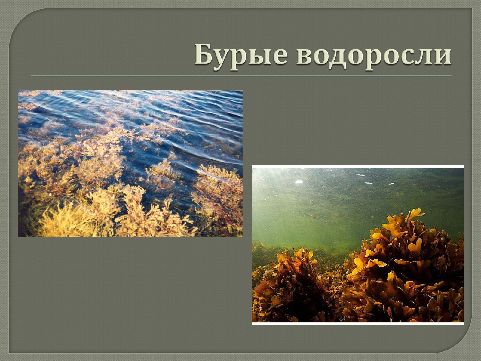 Презентація на тему «Представители Бурых и Красных водорослей» - Слайд #2