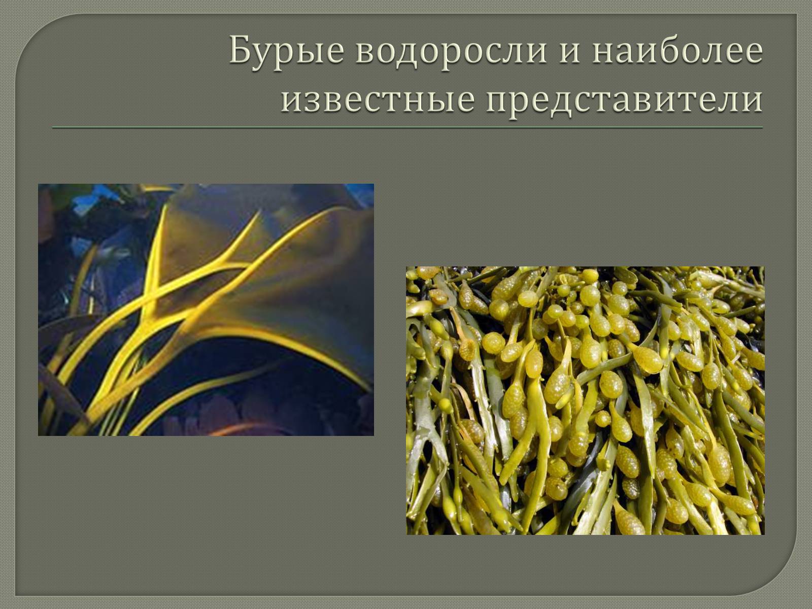 Презентація на тему «Представители Бурых и Красных водорослей» - Слайд #4