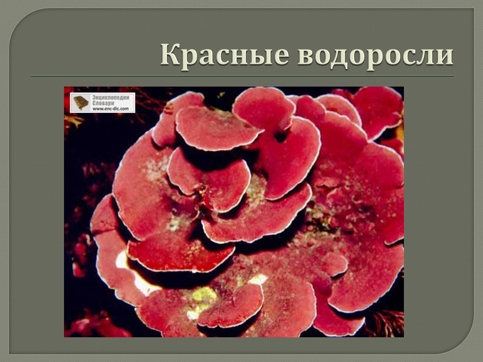 Презентація на тему «Представители Бурых и Красных водорослей» - Слайд #5