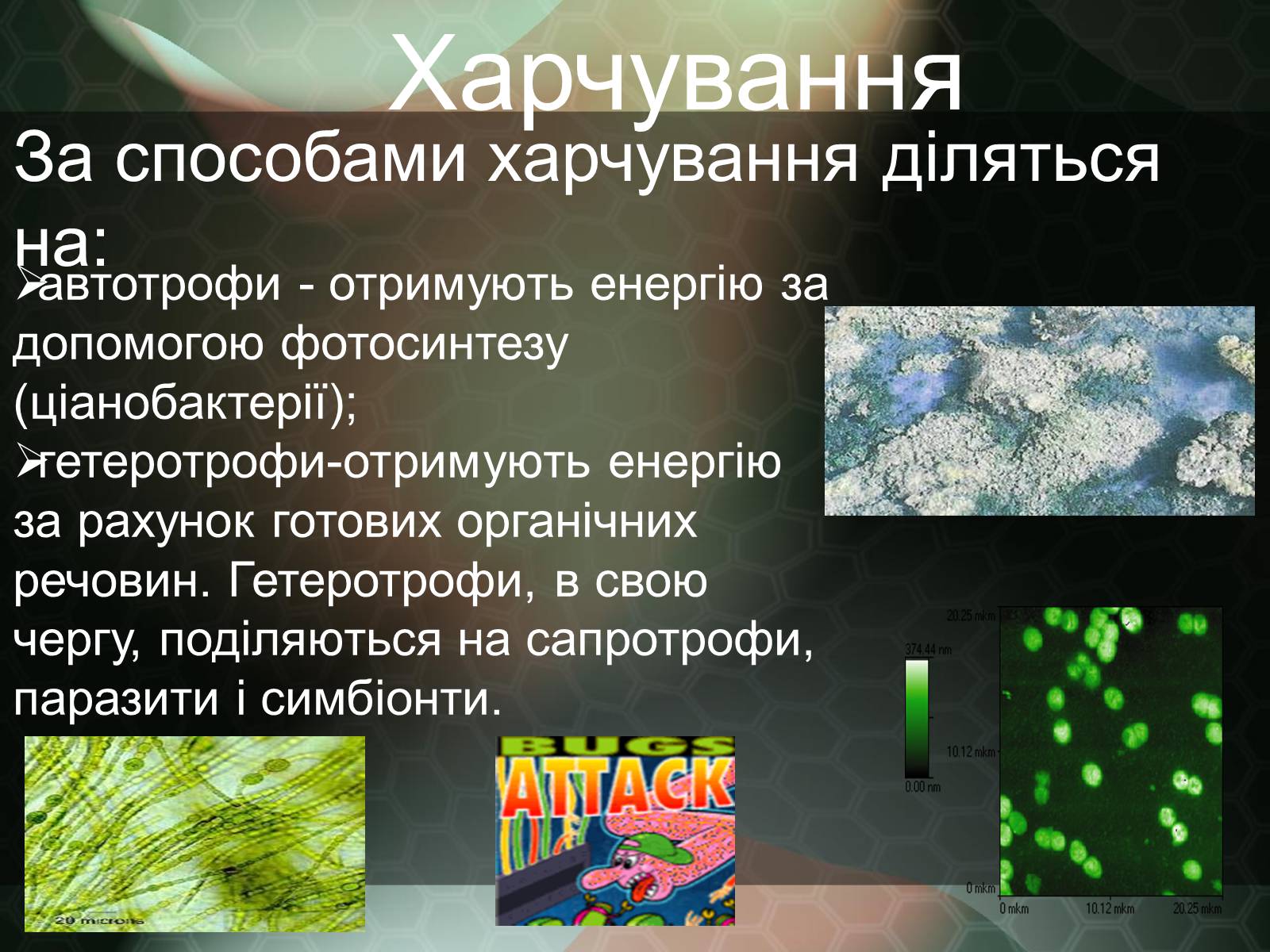 Презентація на тему «Прокаріотична клітина» - Слайд #14