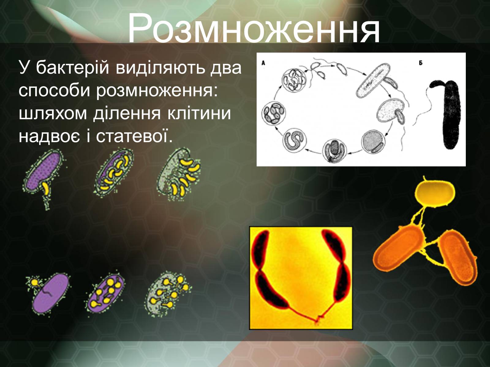 Презентація на тему «Прокаріотична клітина» - Слайд #16