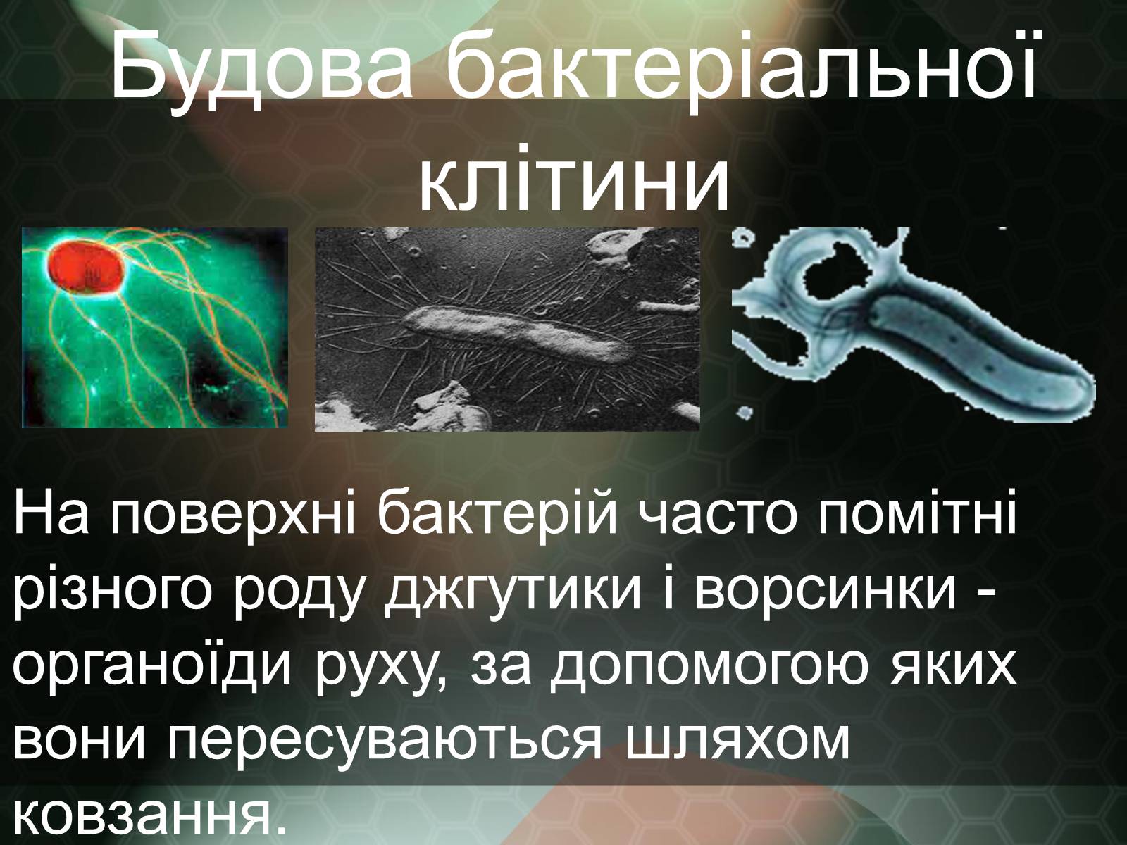 Презентація на тему «Прокаріотична клітина» - Слайд #9