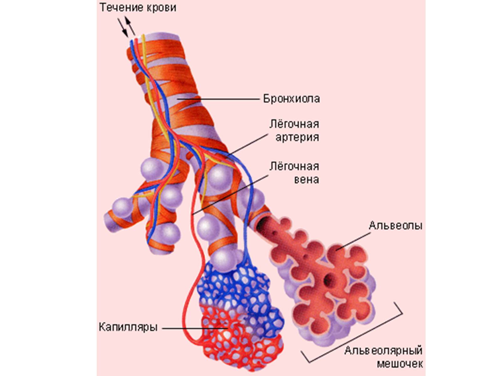 Презентація на тему «Процессы диффузии в организме человека» - Слайд #12