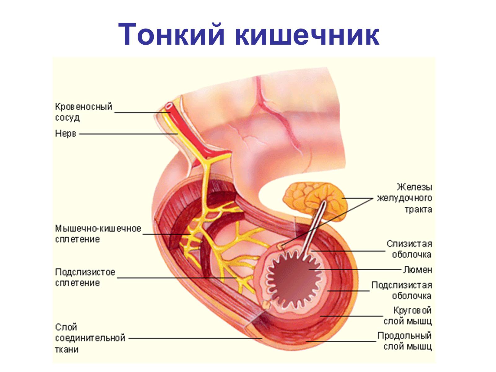 Презентація на тему «Процессы диффузии в организме человека» - Слайд #16