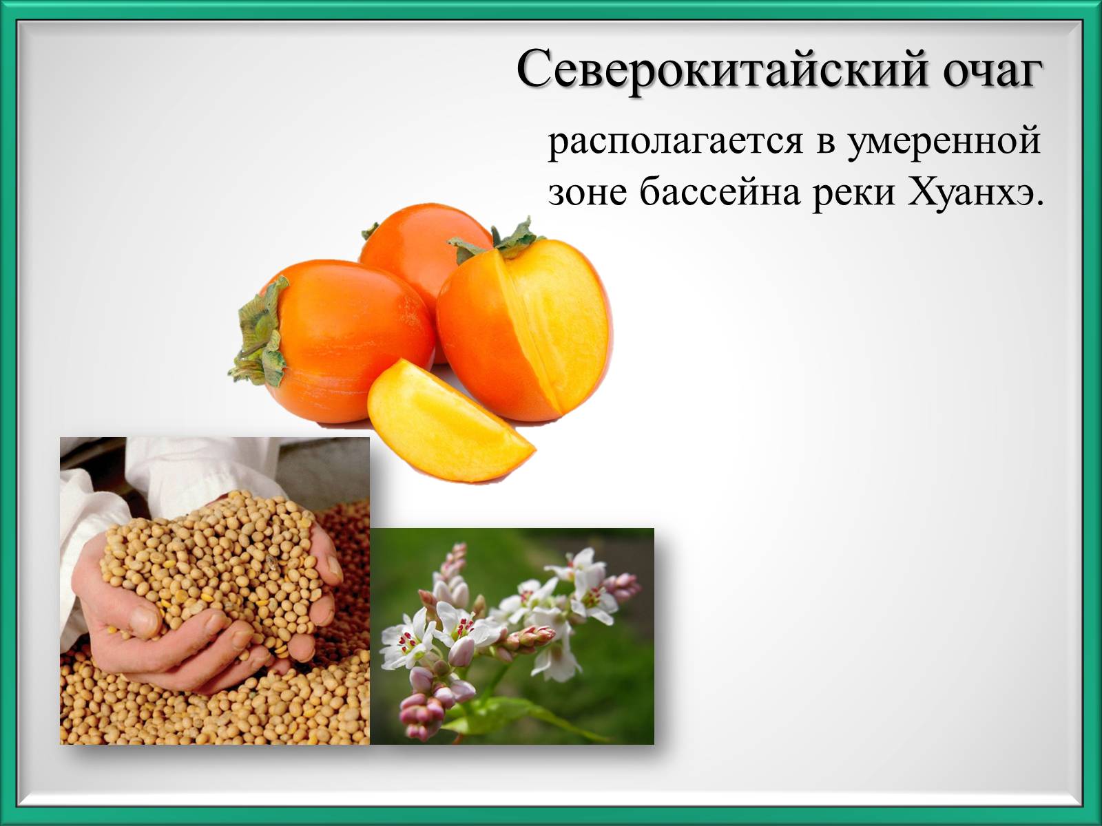 Презентація на тему «Центры происхождения культурных растений по Вавилову» - Слайд #5