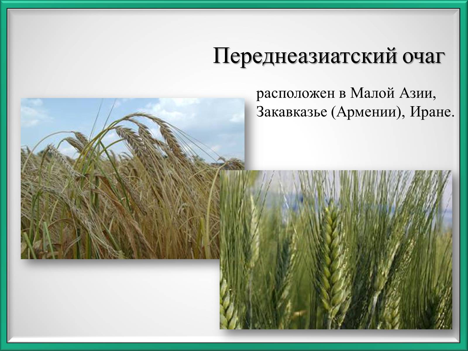 Презентація на тему «Центры происхождения культурных растений по Вавилову» - Слайд #7