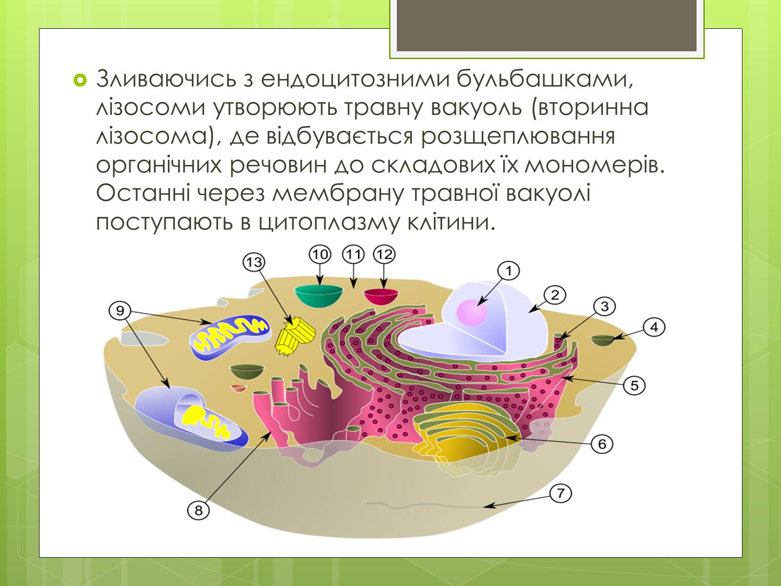 Презентація на тему «Лізосоми» (варіант 2) - Слайд #7