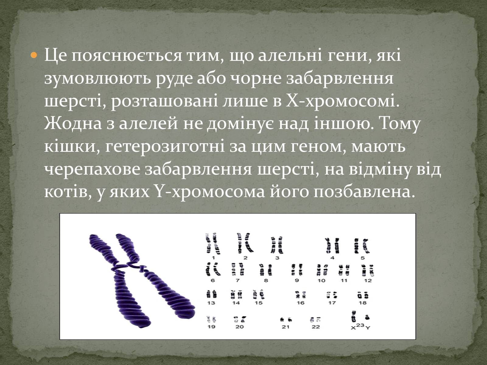 Презентація на тему «Визначення статі різних організмів» - Слайд #10