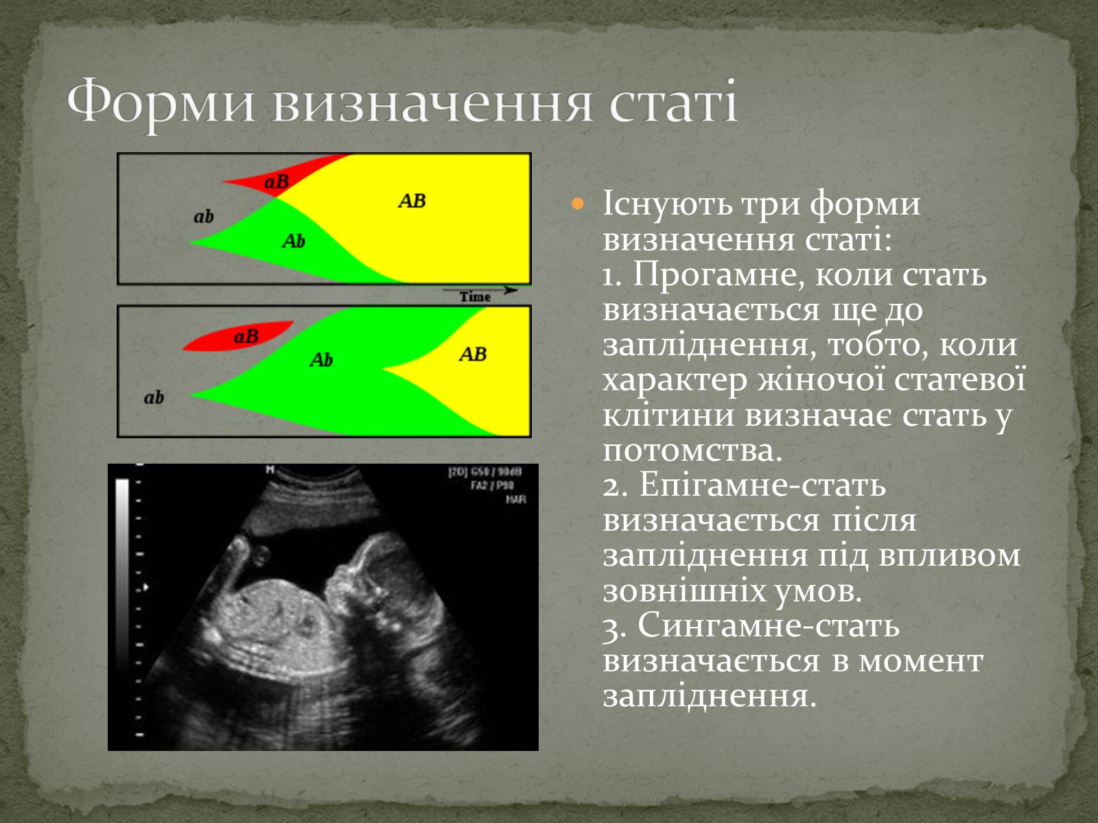 Презентація на тему «Визначення статі різних організмів» - Слайд #13