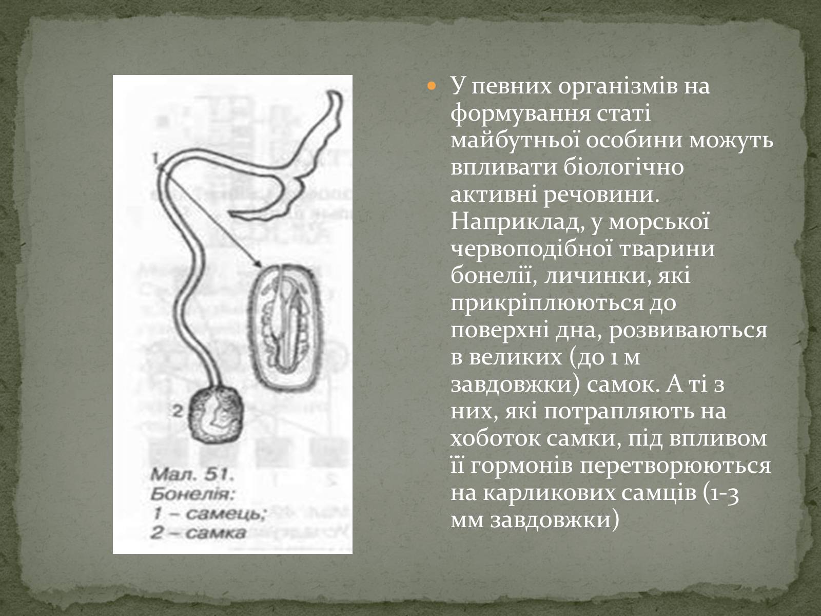 Презентація на тему «Визначення статі різних організмів» - Слайд #7