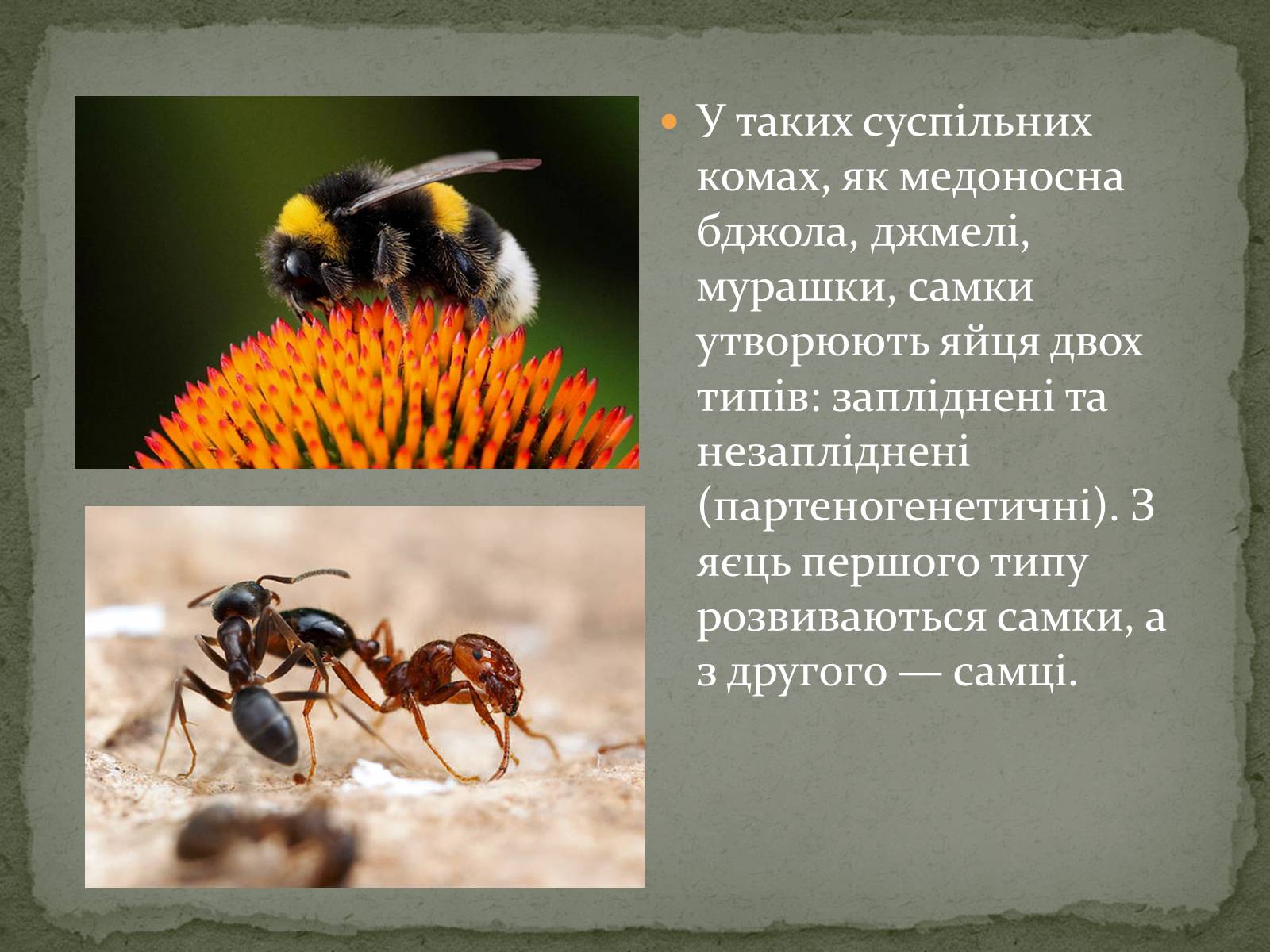 Презентація на тему «Визначення статі різних організмів» - Слайд #8