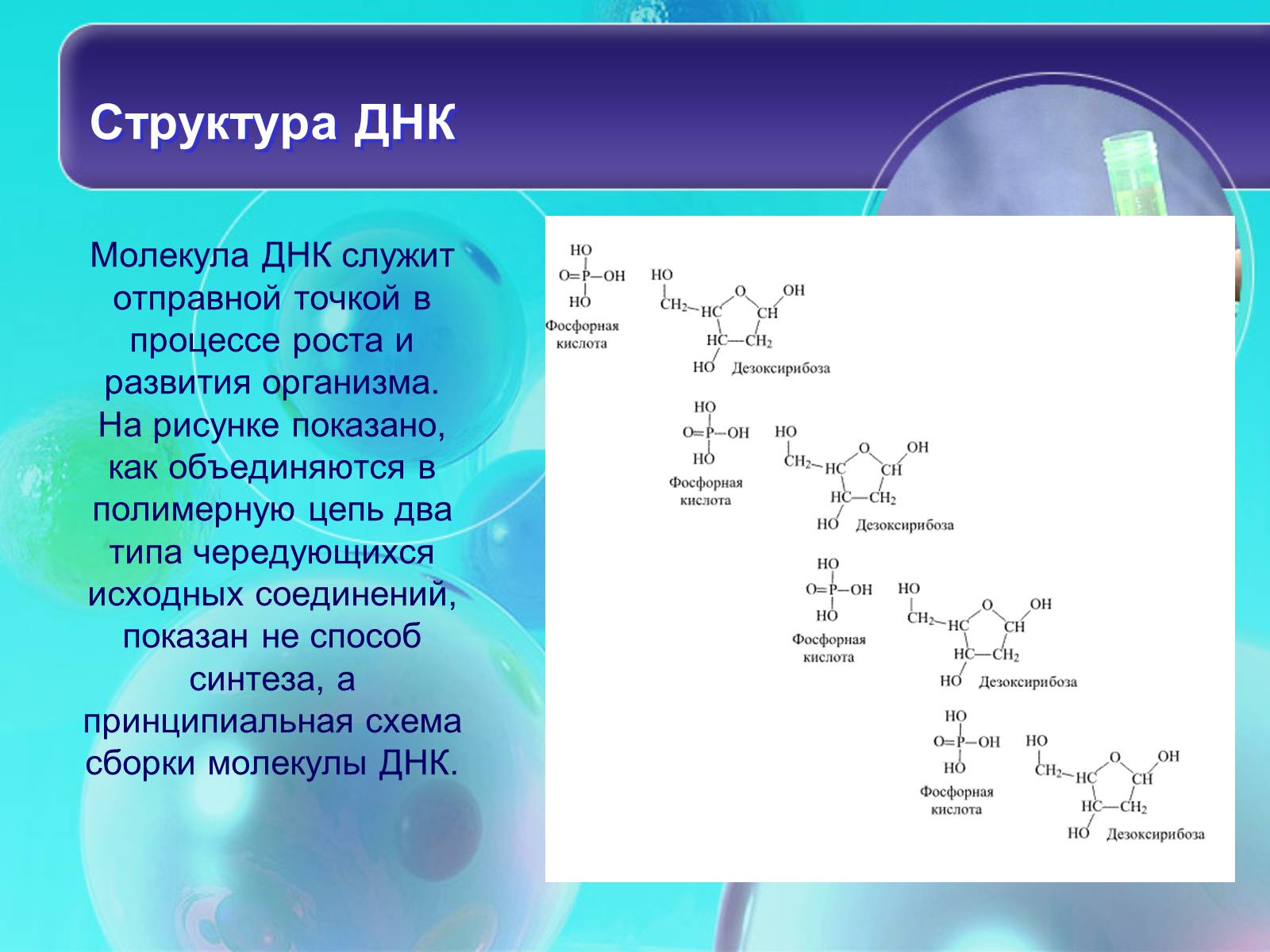 Презентація на тему «Нуклеїнові кислоти» (варіант 8) - Слайд #6