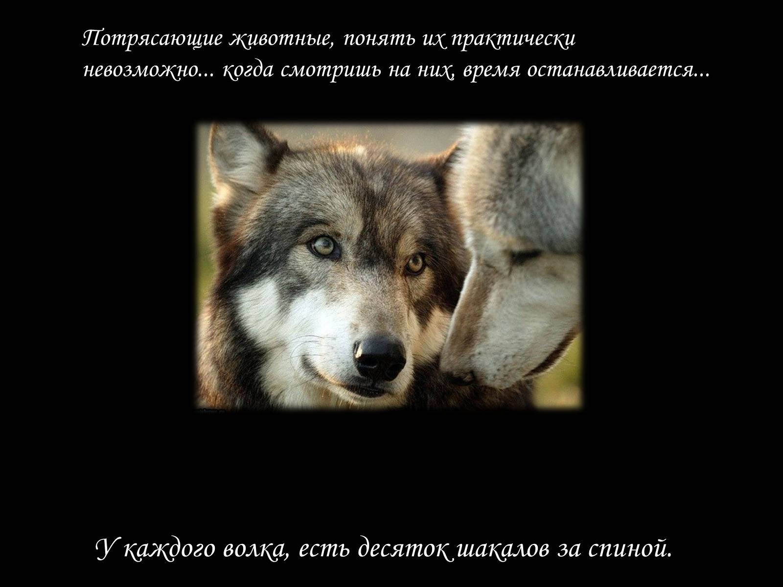 Презентація на тему «По волчьей тропе людскими шагами» - Слайд #4