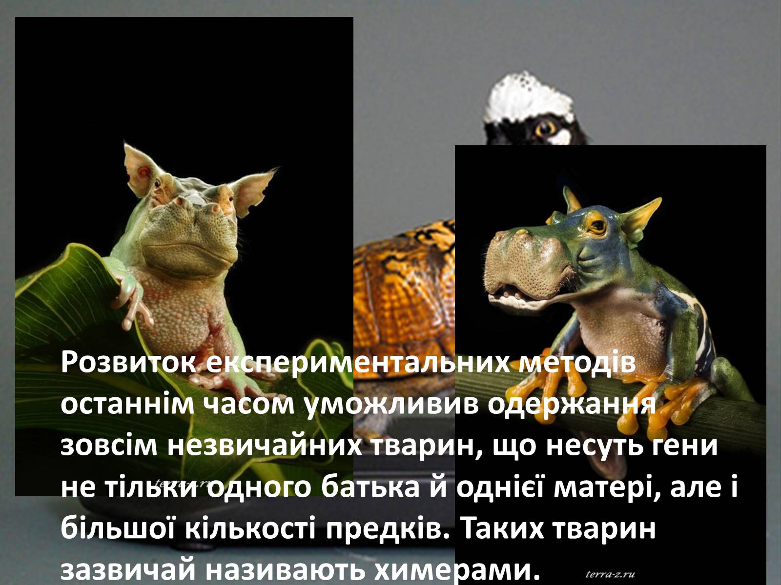 Презентація на тему «Транзгенні та химерні організми» - Слайд #9