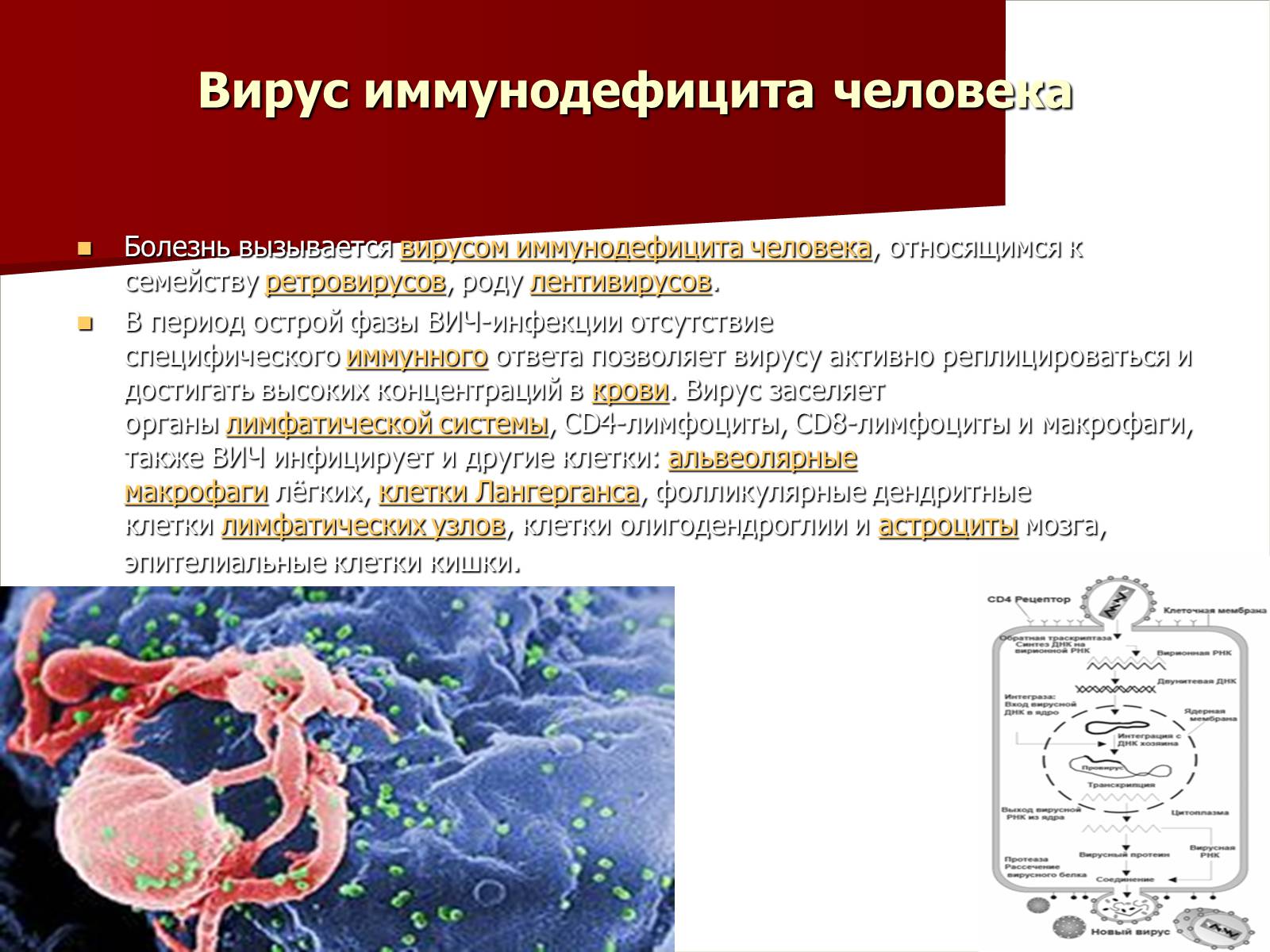 Презентація на тему «Синдром приобретённого иммунного дефицита» - Слайд #9