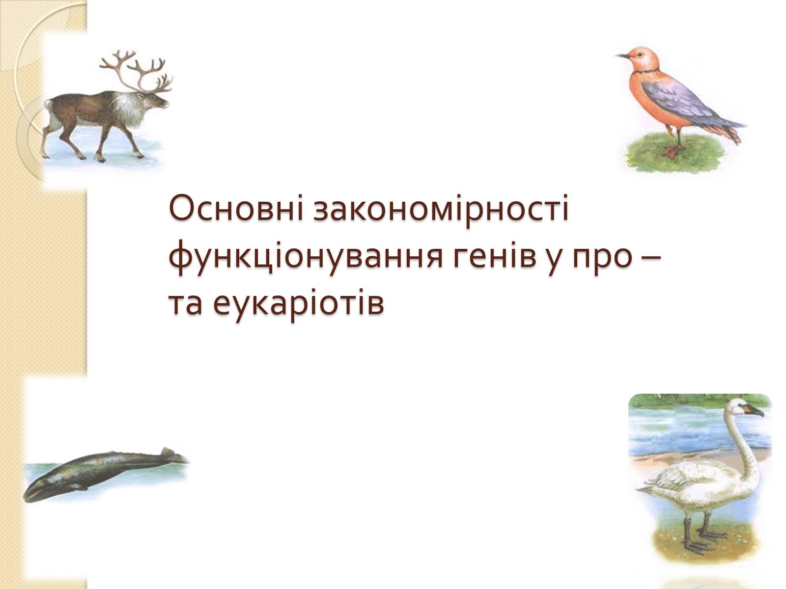 Презентація на тему «Основні закономірності функціонування генів у про – та еукаріотів» (варіант 3) - Слайд #1