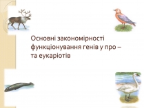 Презентація на тему «Основні закономірності функціонування генів у про – та еукаріотів» (варіант 3)