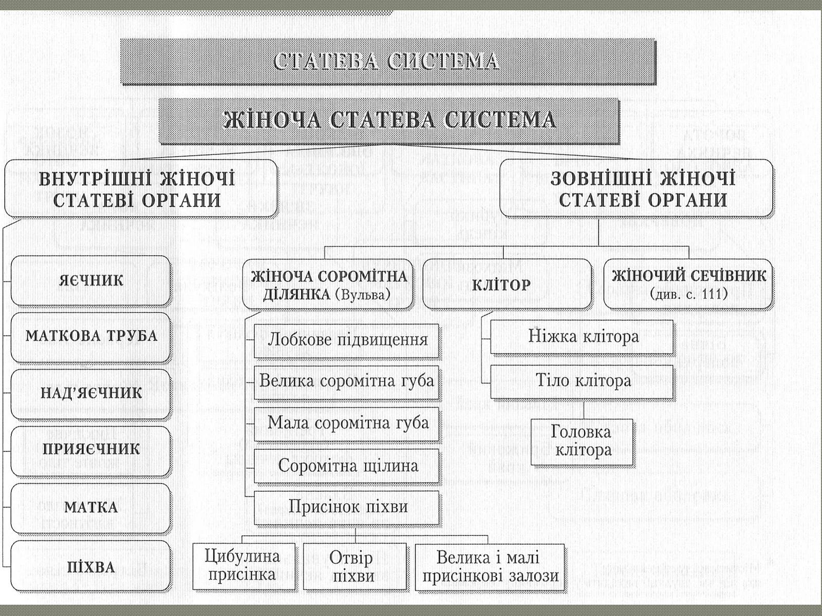 Презентація на тему «Будова жіночої статевої системи» - Слайд #2