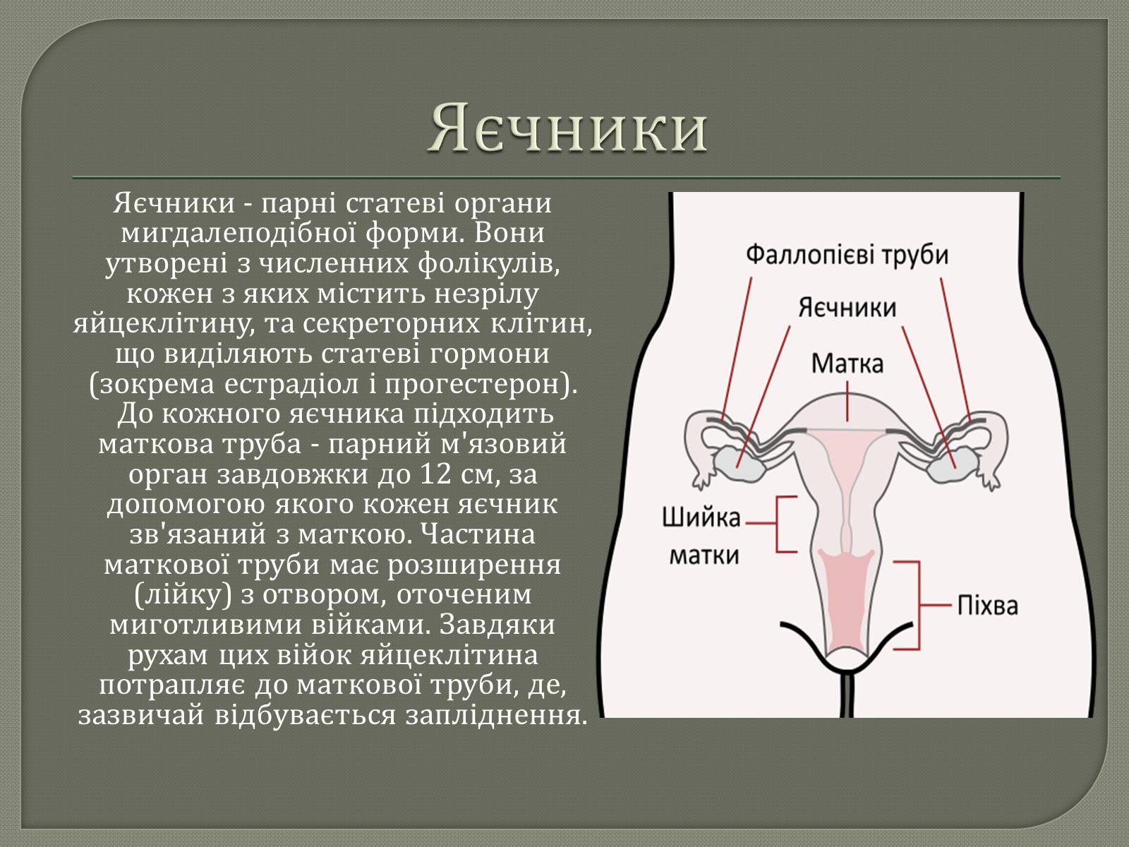 Презентація на тему «Будова жіночої статевої системи» - Слайд #3