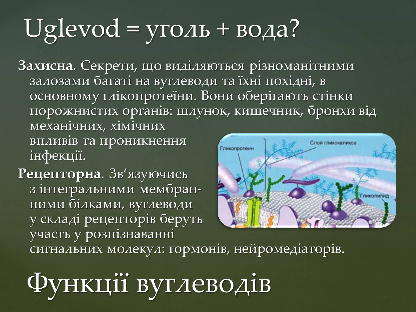 Презентація на тему «Вуглеводи як компоненти їжі, їх роль у житті людини» (варіант 31) - Слайд #12