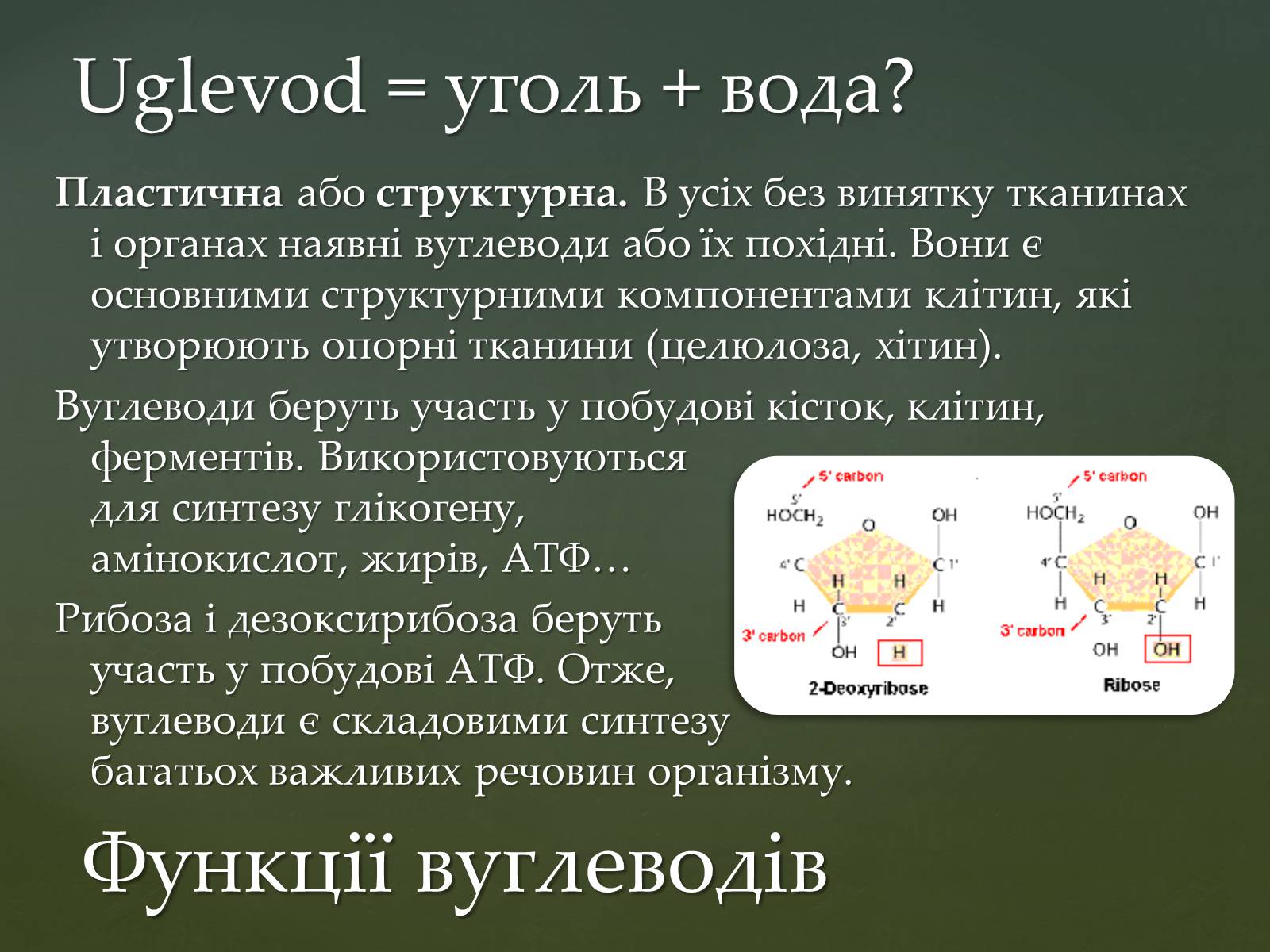 Презентація на тему «Вуглеводи як компоненти їжі, їх роль у житті людини» (варіант 31) - Слайд #13