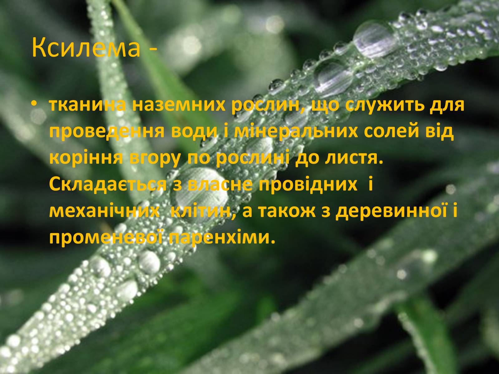 Презентація на тему «Провідні тканини рослин» (варіант 1) - Слайд #6