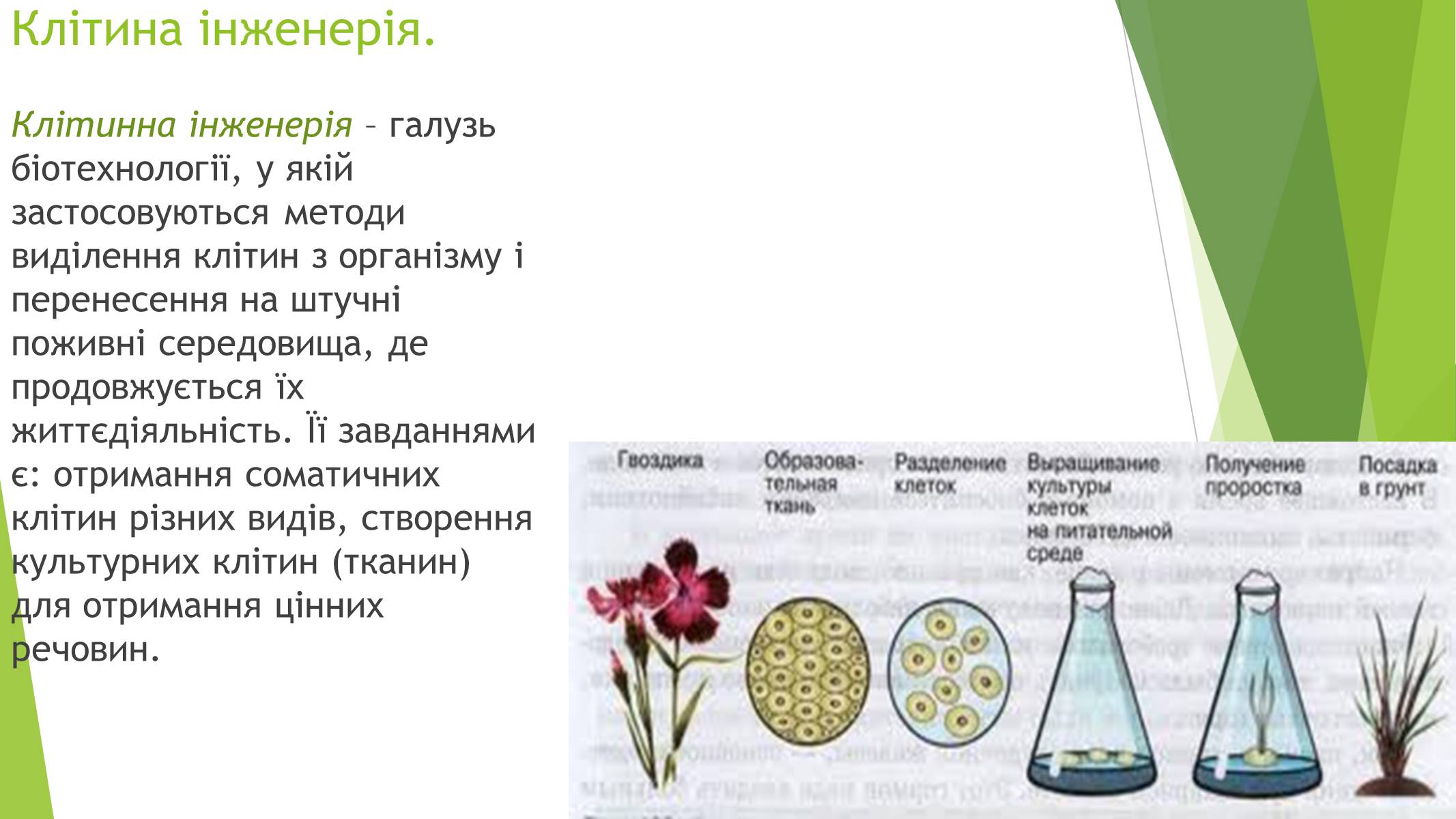 Презентація на тему «Основні напрями сучасної біотехнології» - Слайд #8