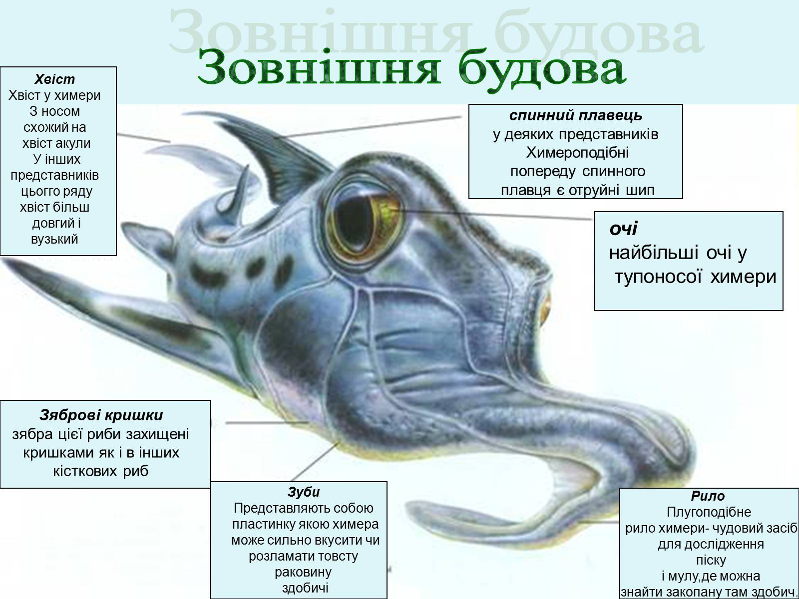 Доклад химера. Внешнее строение рыбы химеры. Химеры хрящевые рыбы строение. Внутреннее строение химеры. Химеры рыбы строение.