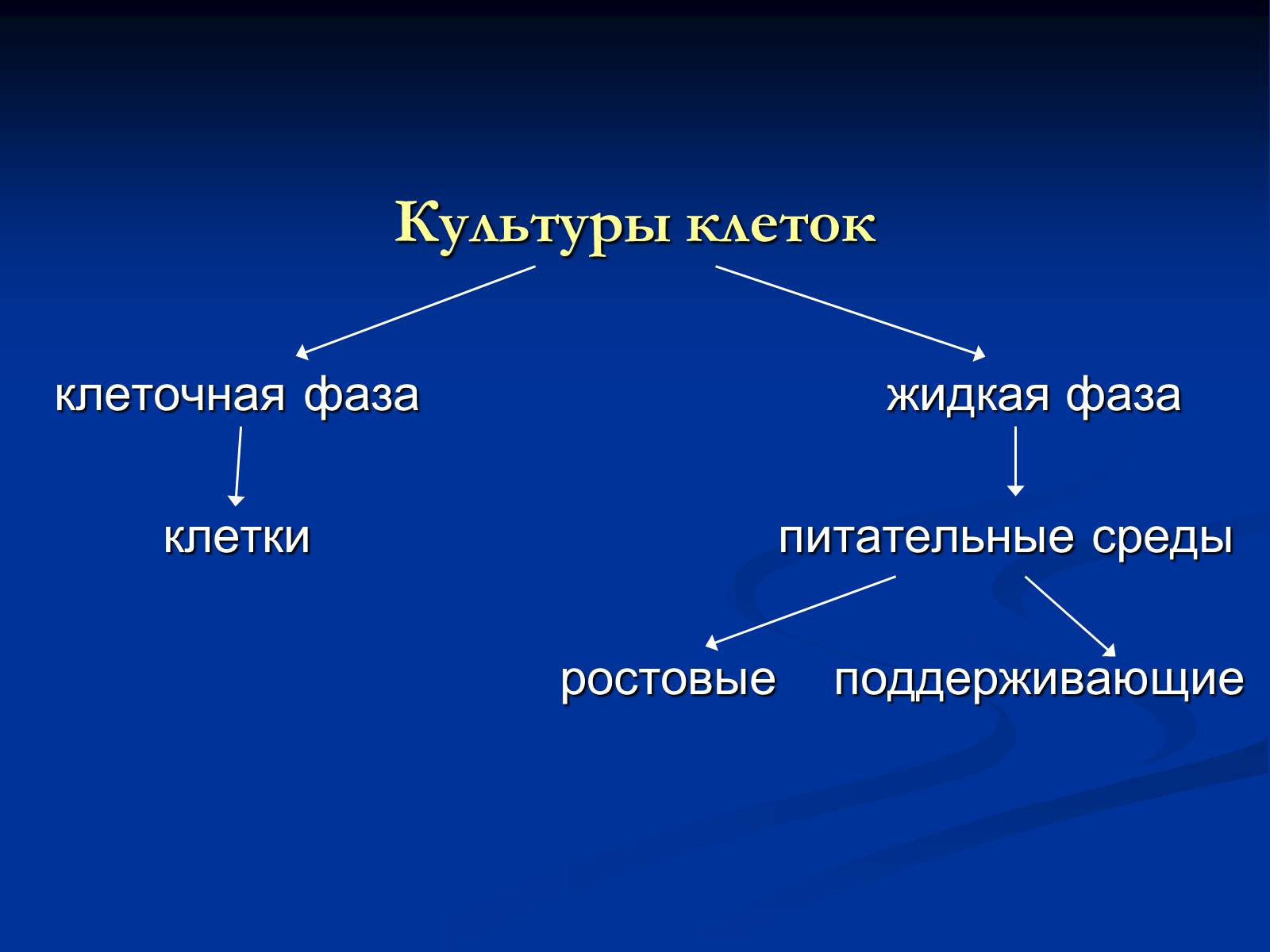 Простые энзимы. Эухроматин. Эухроматин и гетерохроматин. Виды хроматина. Понятие о Гетеро и эухроматин.