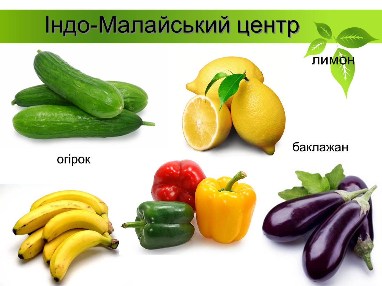 Презентація на тему «Генетичні основи селекції рослин» (варіант 1) - Слайд #10