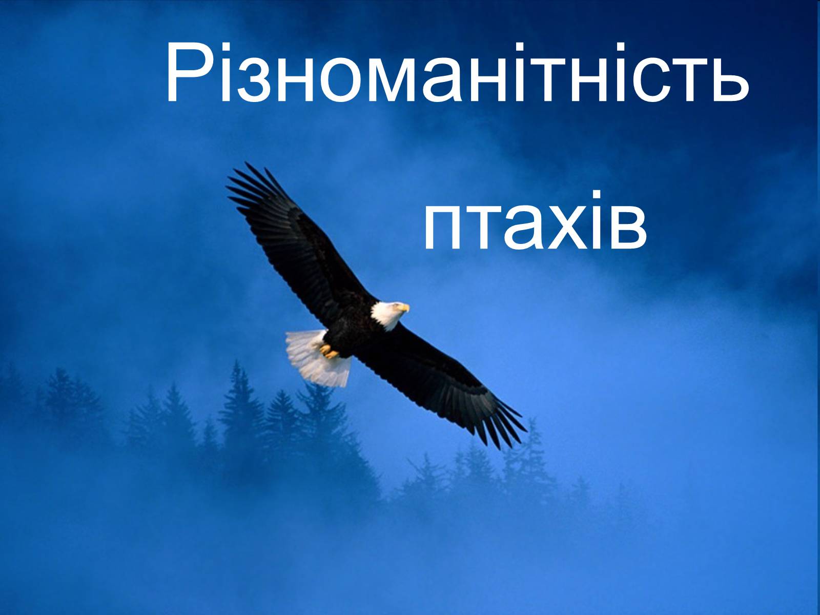 Презентація на тему «Різноманітність птахів» (варіант 1) - Слайд #1