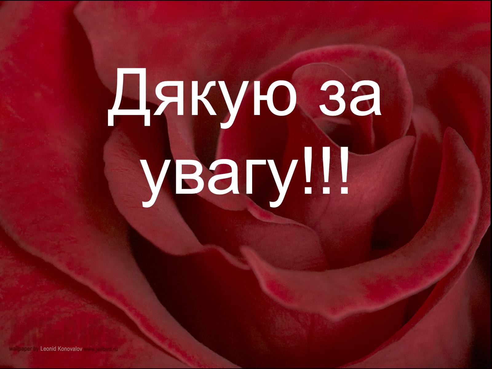 Презентація на тему «Різноманітність птахів» (варіант 1) - Слайд #11