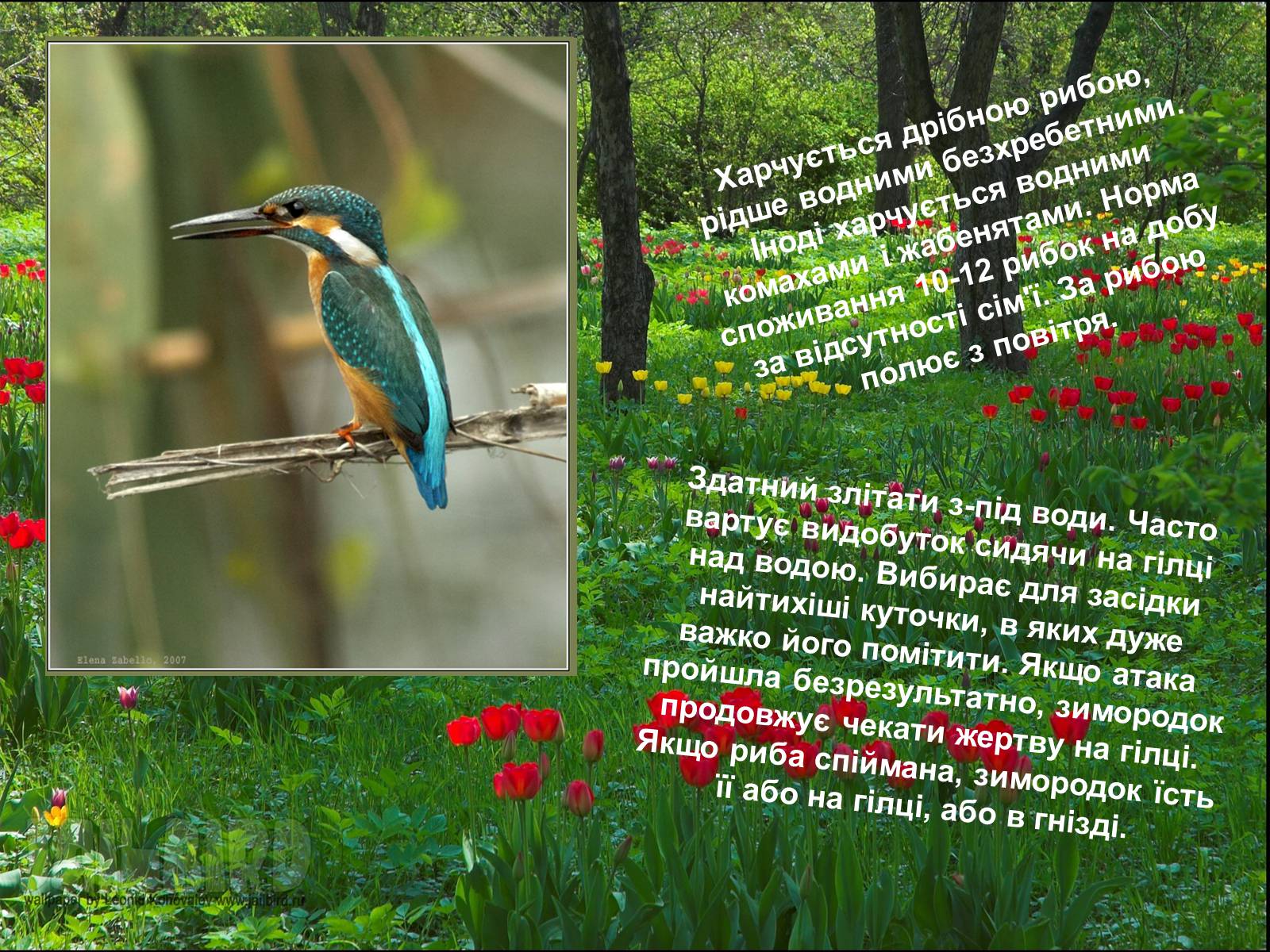 Презентація на тему «Різноманітність птахів» (варіант 1) - Слайд #8