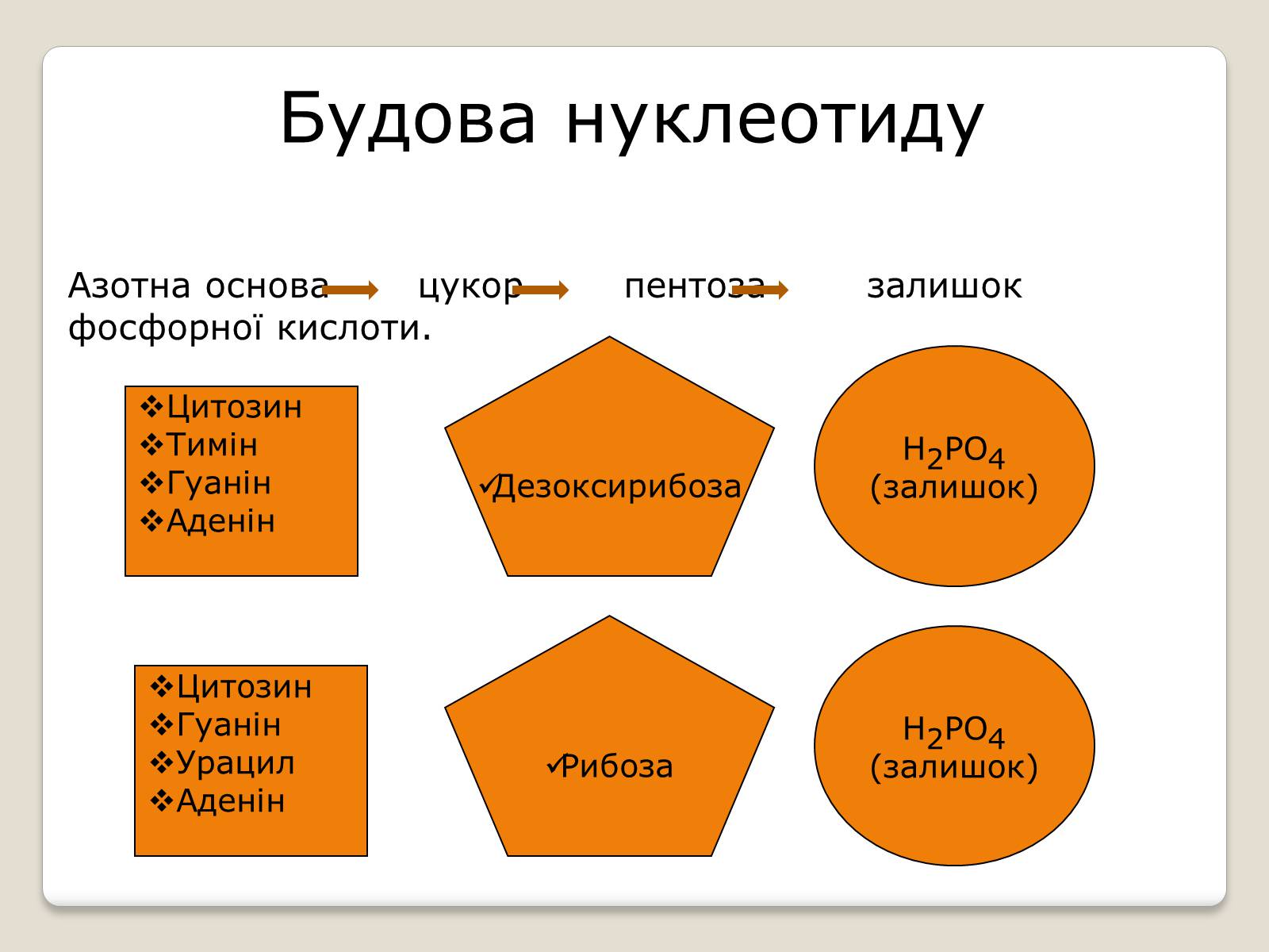 Презентація на тему «Нуклеїнові кислоти» (варіант 7) - Слайд #5