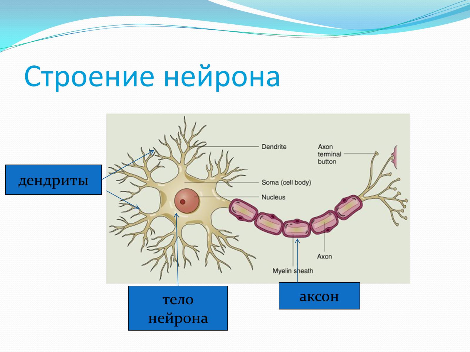 Товары аксона. Строение нейрона на латыни. Строение нейрона рисунок с подписями. Схема строения нейрона. Аксон нейрона.