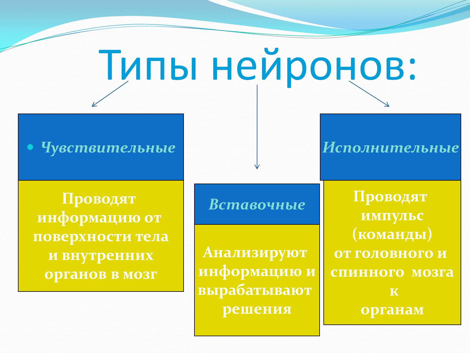 Презентація на тему «Нервная система человека» - Слайд #11