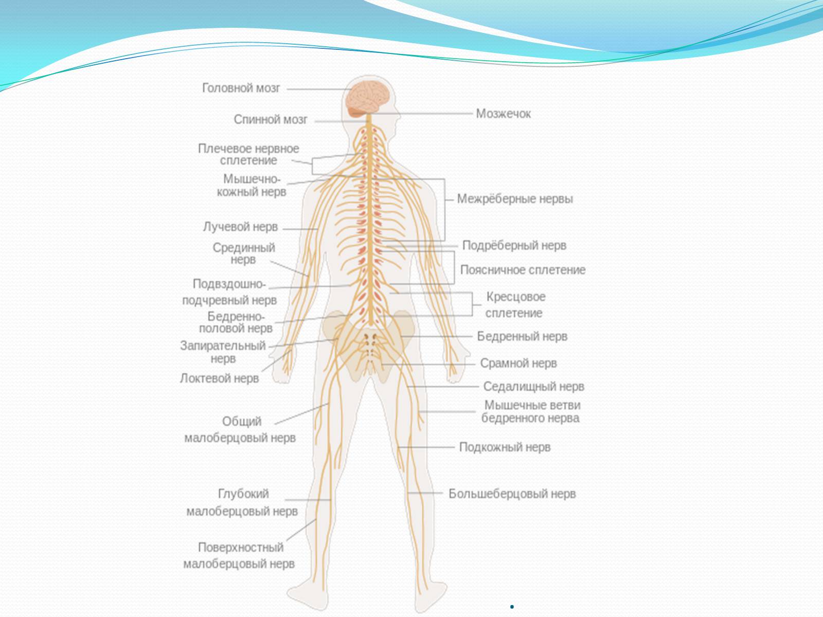 Нервную систему изображенную на рисунке
