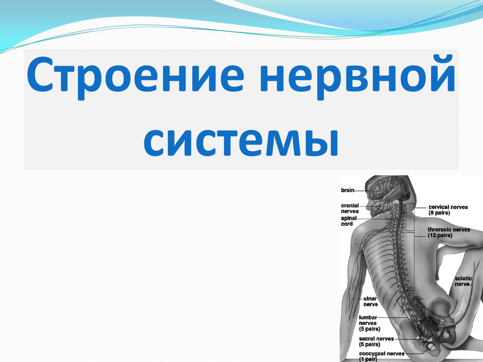 Презентація на тему «Нервная система человека» - Слайд #4