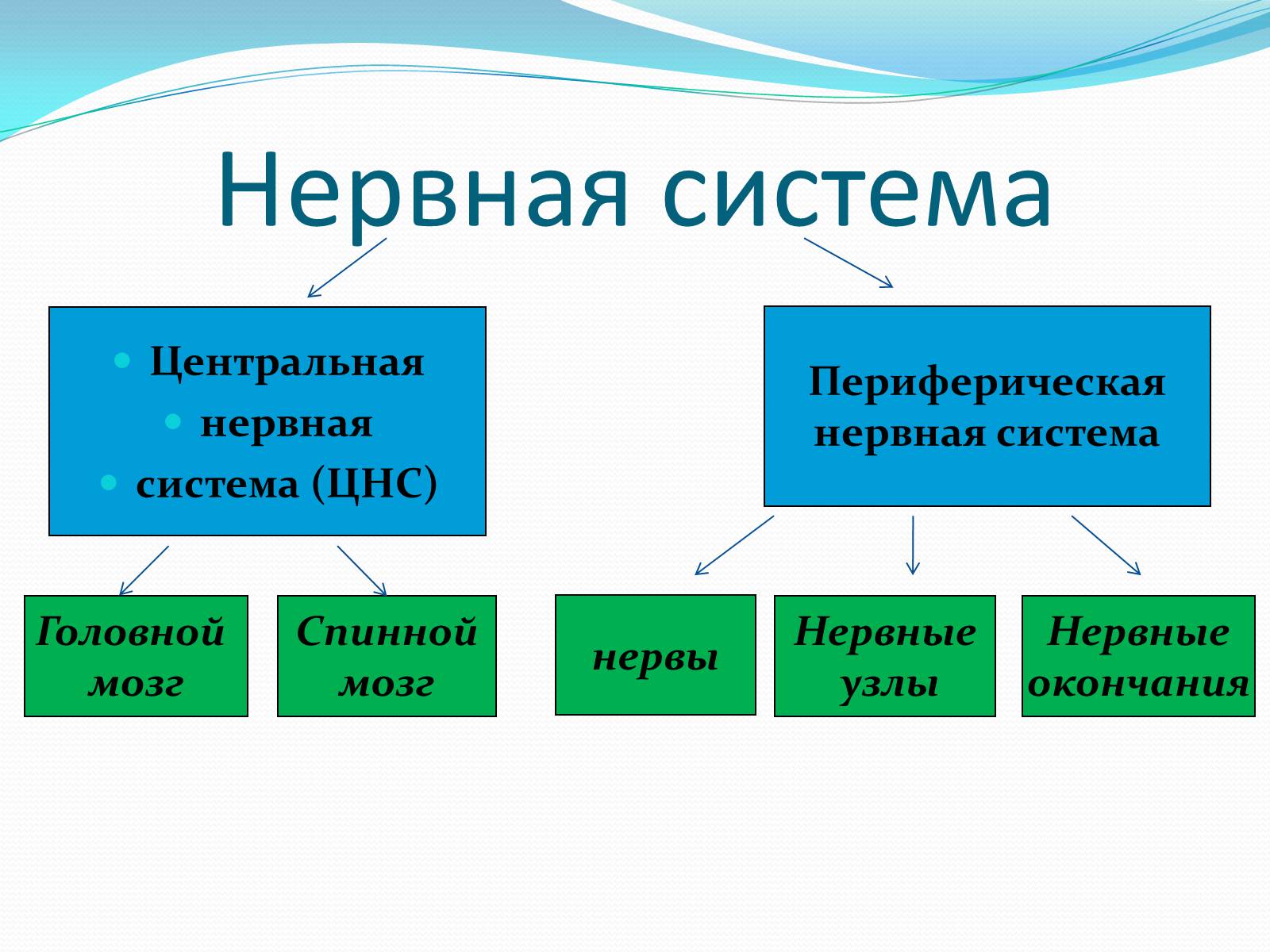 Презентація на тему «Нервная система человека» - Слайд #5