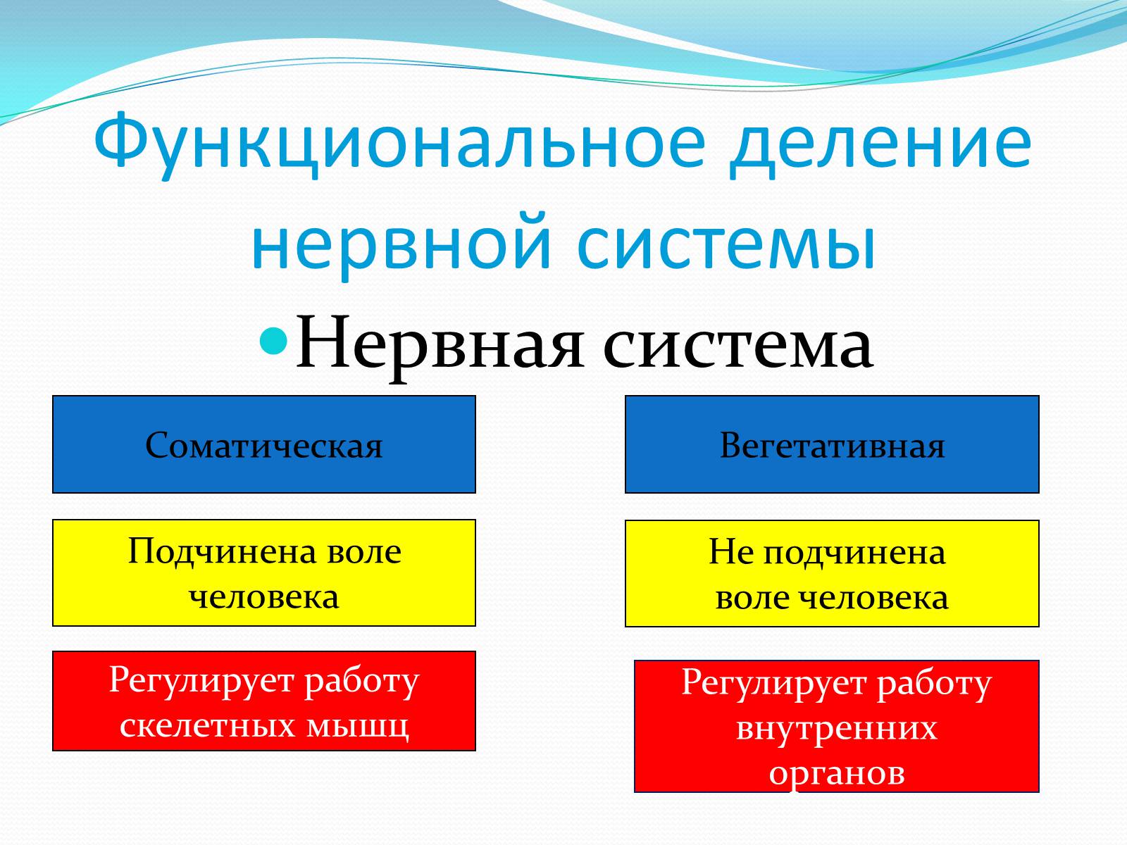 Соматическая и вегетативная нервная система