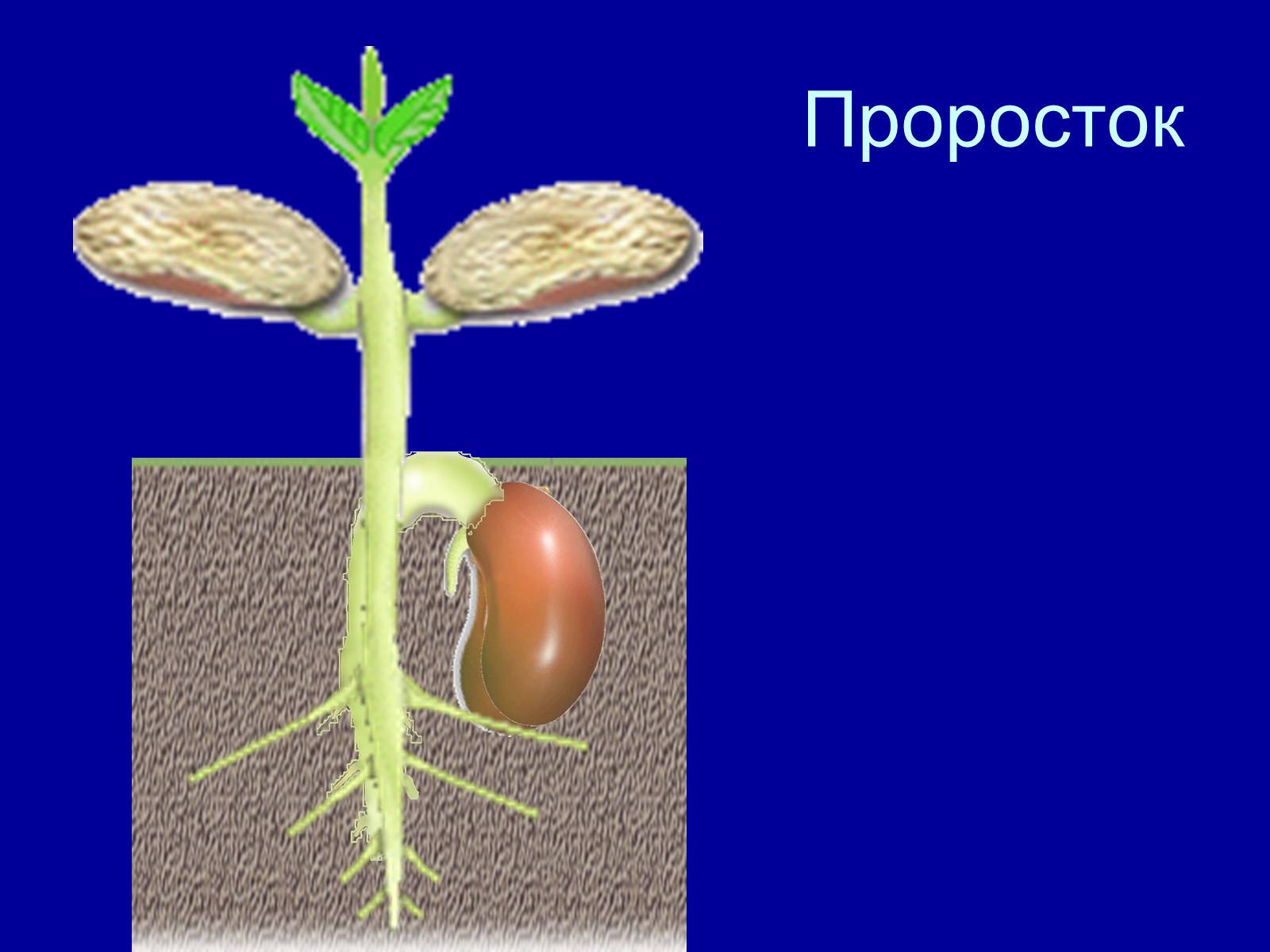 Биология условия прорастания семян
