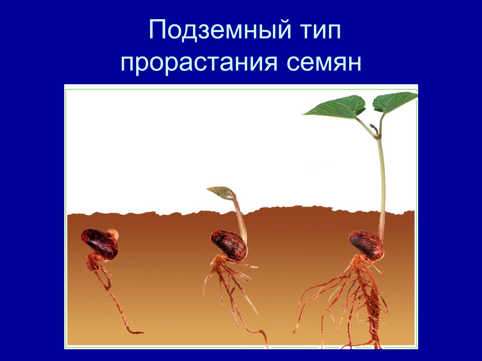 Урок биологии семена. Подземный Тип прорастания семени. Надземное и подземное прорастание семян схема. Типы прорастания семян. Подземный способ прорастания.