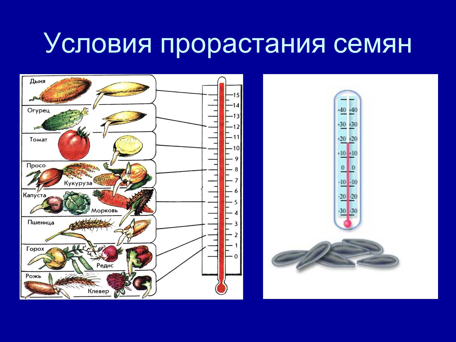 Презентація на тему «Прорастание семян» - Слайд #6