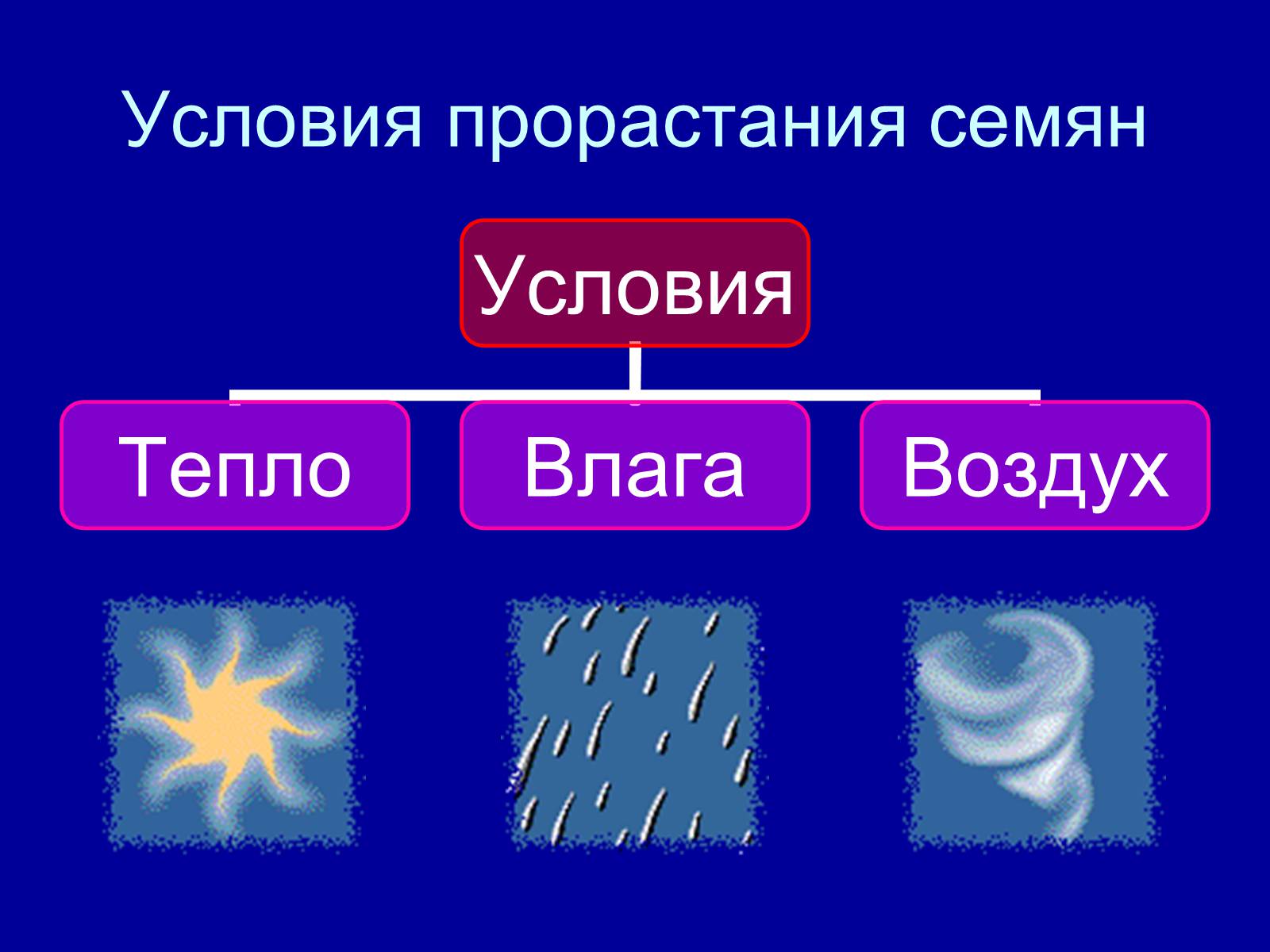 Презентація на тему «Прорастание семян» - Слайд #9