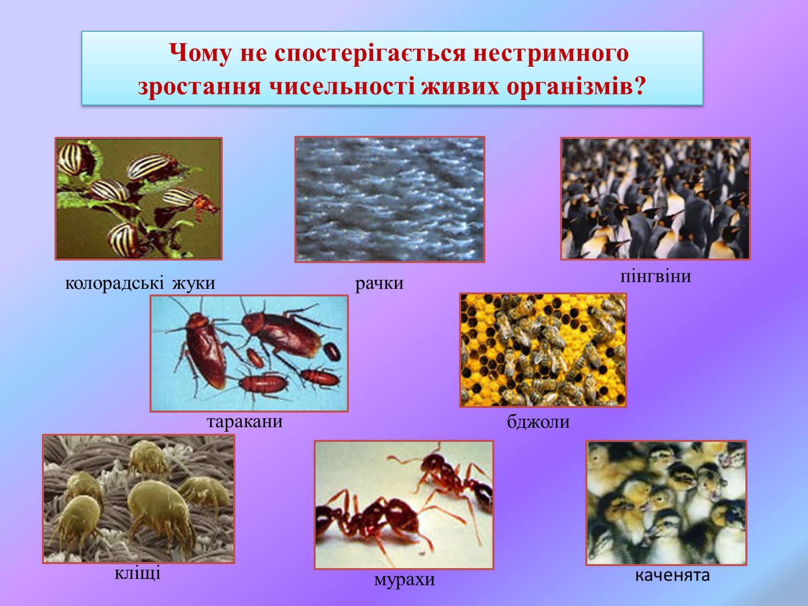 Что не является примером действия естественного отбора